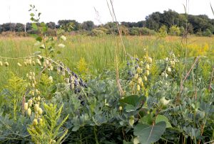 False Indigo