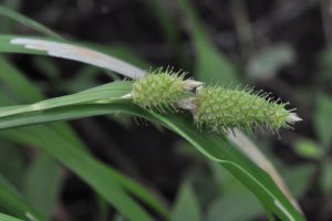 Carex typhina