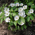 Twinleaf (Jeffersonia diphylla)