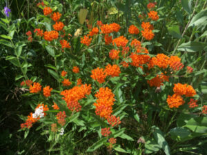 Butterfly Milkweed/Orange Milkweed  (Asclepias tuberosa) - Image 2
