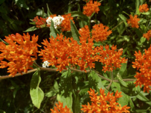 Butterfly Milkweed/Orange Milkweed  (Asclepias tuberosa) - Image 4