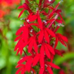 Cardinal Flower (Lobelia cardinalis)