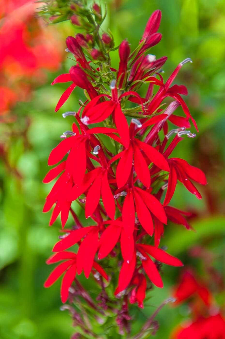 Cardinal Flower (Lobelia cardinalis)