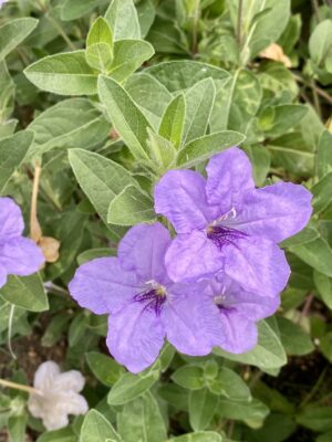 Wild Petunia (Ruellia humilis) - Image 2