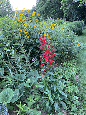 Cardinal Flower (Lobelia cardinalis) - Image 4
