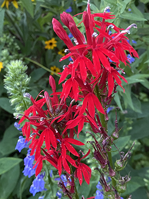 Cardinal Flower (Lobelia cardinalis) - Image 3
