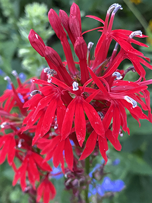 Cardinal Flower (Lobelia cardinalis) - Image 2