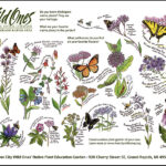 Wild Ones Pollinator & Native Plants Poster