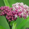 Rose (Swamp) Milkweed (Asclepias incarnata) - Image 3