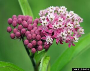 Rose (Swamp) Milkweed (Asclepias incarnata) - Image 3