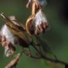 Rose (Swamp) Milkweed (Asclepias incarnata) - Image 5