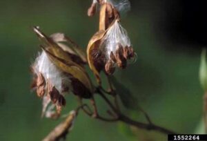 Rose (Swamp) Milkweed (Asclepias incarnata) - Image 5