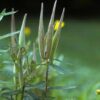 Rose (Swamp) Milkweed (Asclepias incarnata) - Image 4