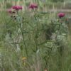 Rose (Swamp) Milkweed (Asclepias incarnata) - Image 2