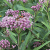 Rose (Swamp) Milkweed (Asclepias incarnata)