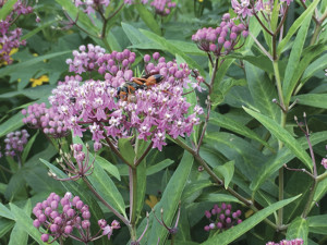 Rose (Swamp) Milkweed (Asclepias incarnata)