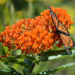 Butterfly Milkweed/Orange Milkweed  (Asclepias tuberosa)