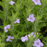 Wild Petunia (Ruellia humilis)