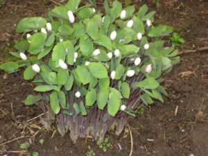 Twinleaf (Jeffersonia diphylla) - Image 3