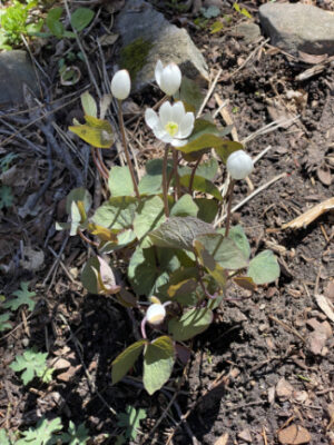 Twinleaf (Jeffersonia diphylla) - Image 7