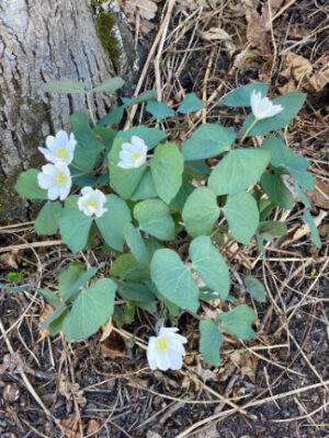 Twinleaf (Jeffersonia diphylla) - Image 5