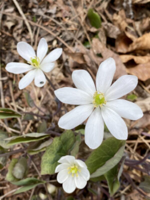 Twinleaf (Jeffersonia diphylla) - Image 4