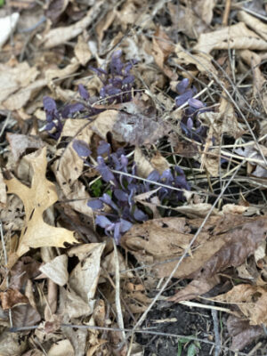 Twinleaf (Jeffersonia diphylla) - Image 6