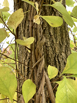 More Bitter Than Sweet The Invasive Vine That Is Taking Over Kent County S Healthy Forests And Villages River City Grand Rapids Area Chapter