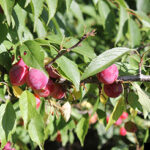 American Plum (Prunus americana)