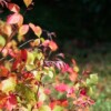 Fragrant Sumac (Rhus aromatica) - Image 2