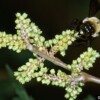 Fragrant Sumac (Rhus aromatica) - Image 4