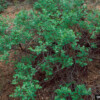 Fragrant Sumac (Rhus aromatica) - Image 3