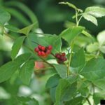 Fragrant Sumac (Rhus aromatica)