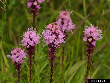 Dense Blazing Star (Liatris spicata) - Image 3