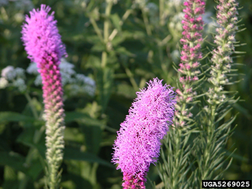 Dense Blazing Star (Liatris spicata) - Image 2