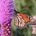 Dense Blazing Star (Liatris spicata)