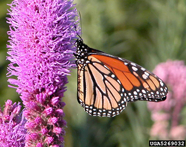 Dense Blazing Star (Liatris spicata)