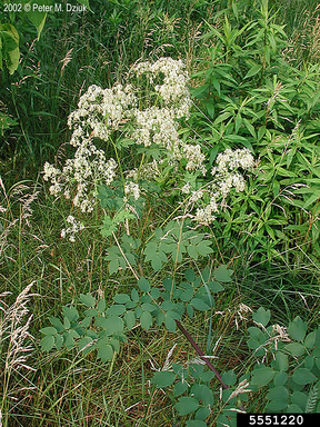 Purple Meadow Rue (Thalictrum dasycarpum) - Image 2