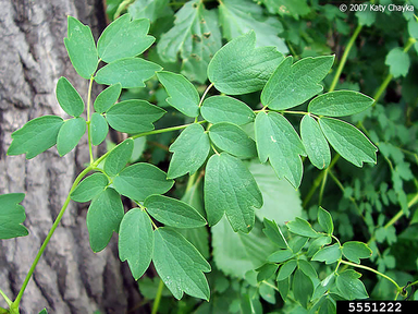 Purple Meadow Rue (Thalictrum dasycarpum) - Image 3