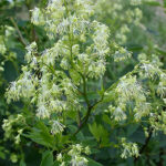 Purple Meadow Rue (Thalictrum dasycarpum)