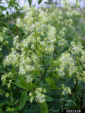 Purple Meadow Rue (Thalictrum dasycarpum)
