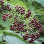 Spikenard (Aralia racemosa)