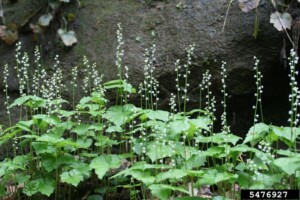 Bishop's Cap (Mitella diphylla) - Image 2