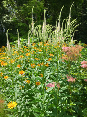 Culver's Root (Veronicastrum virginicum) - Image 2