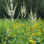Culver's Root (Veronicastrum virginicum)