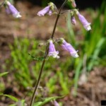 Hairy Penstemon (Penstemon hirsutus)
