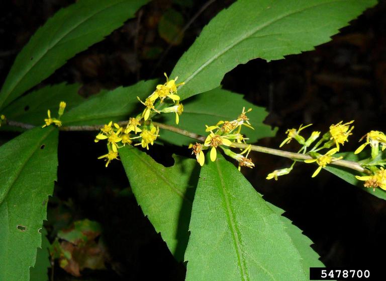 Bluestem Goldenrod (Solidago caesia) - Image 3