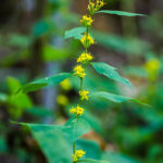 Bluestem Goldenrod (Solidago caesia)