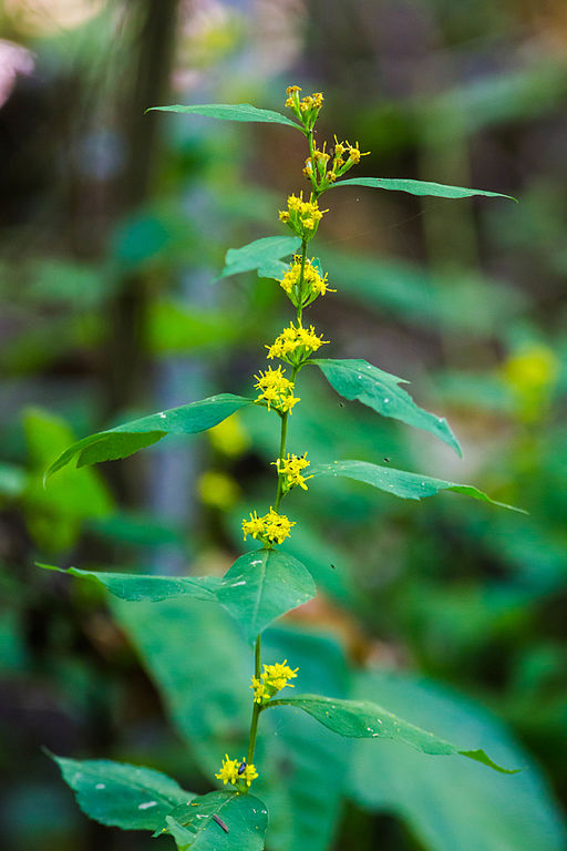 Bluestem Goldenrod (Solidago caesia)