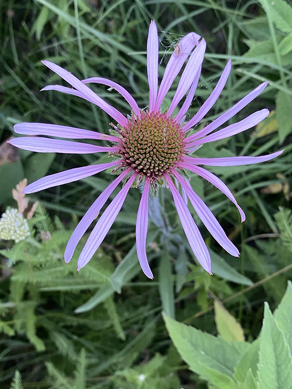 Pale Purple Coneflower (Echinacea pallida) - Image 2